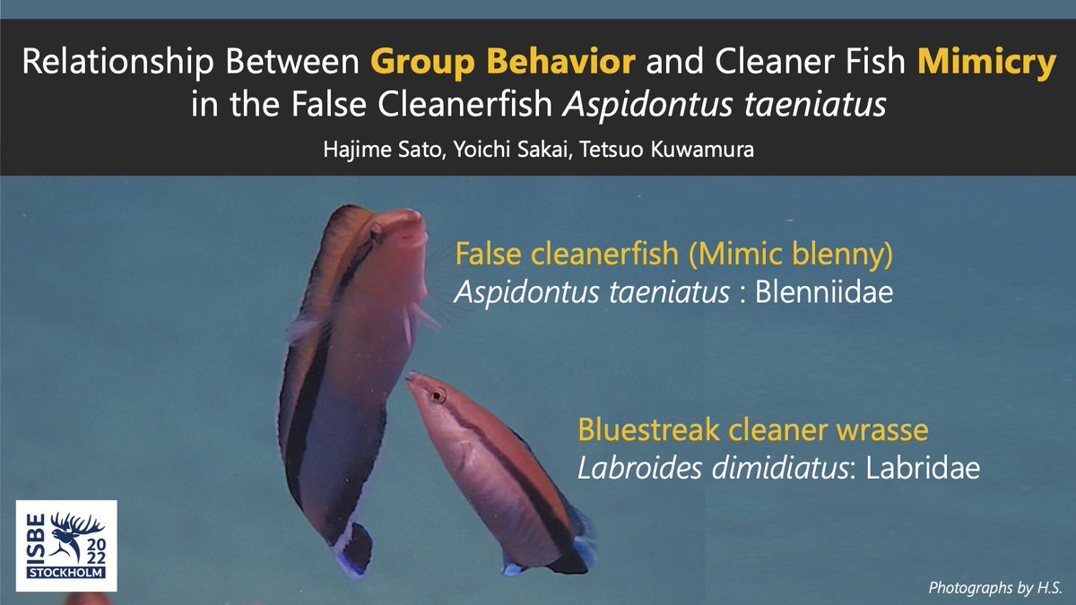 Tomorrow is the last day of #ISBE2022! Excited to finally be able to present a talk on our cleaner fish mimicry research. Come see my talk tomorrow in the Group living session 11:05 room C4.