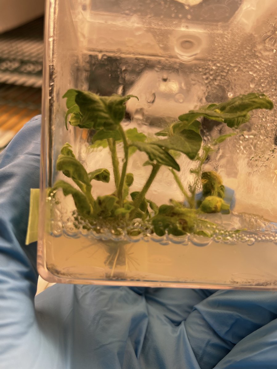 #BlackBotanistsWeek #BlackBotanistsRollCall 
Hi everyone! My name is Brandon Williams. I am a 4th-year Plant Biology PhD candidate at Cornell University. I’m new to Twitter and want to use it to connect with other plant and science people!