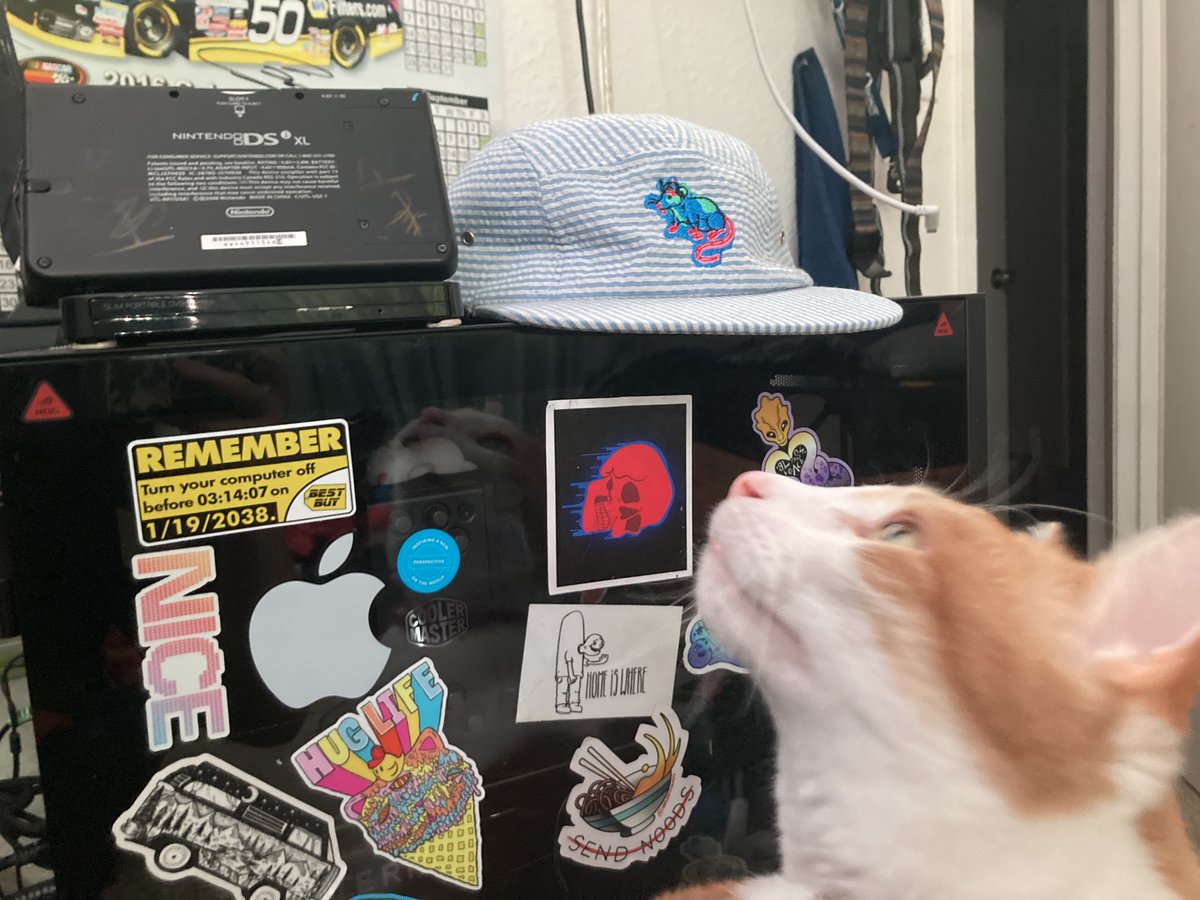 rats, we're rats, the cat likes the rats
very nice hat 10/10 rats