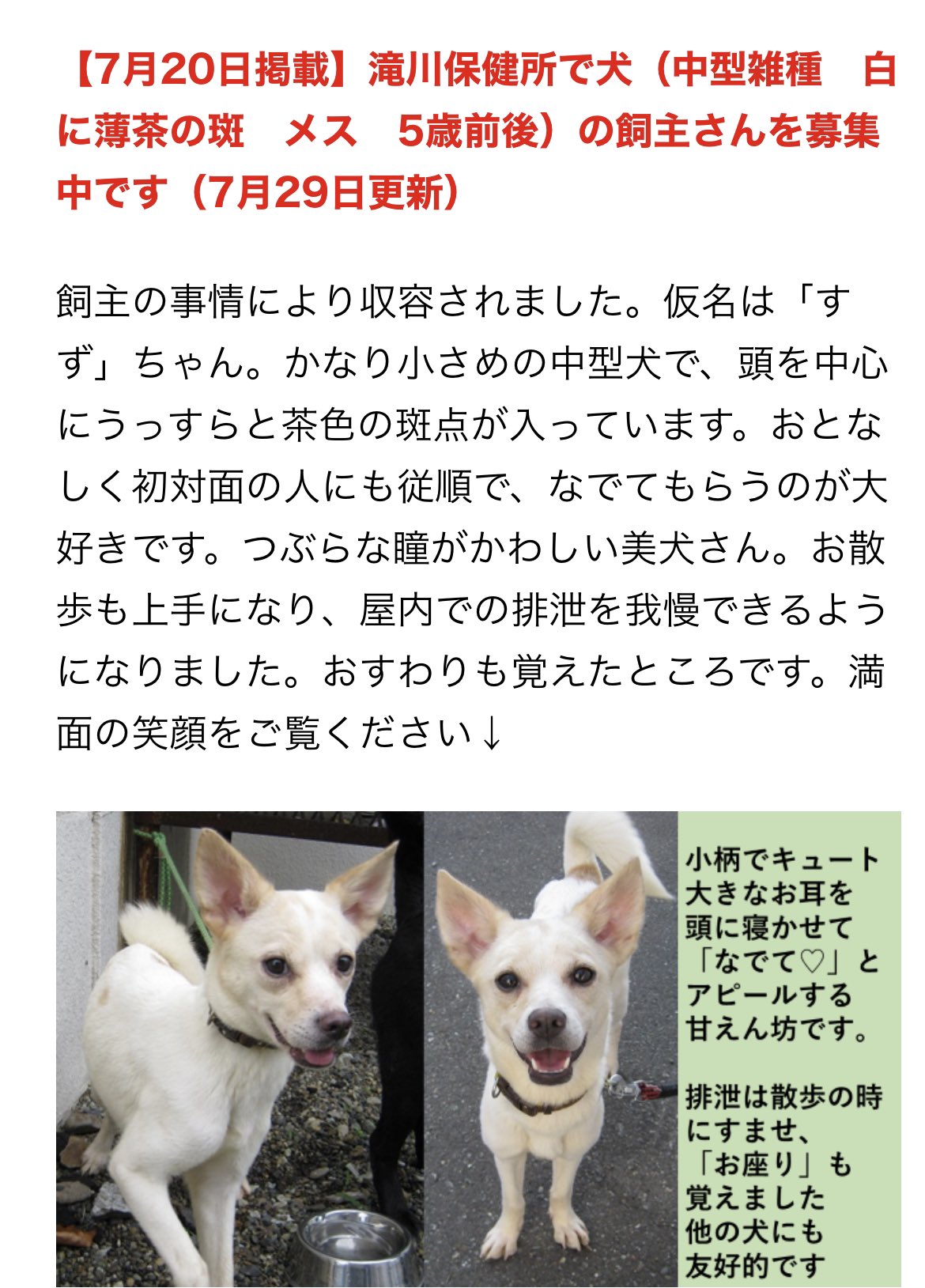 טוויטר 北海道 保健所 里親募集 בטוויטר 空知振興局さん 新たに収容された犬さん達 滝川 深川 と すずちゃんの天使すぎる写真と情報が更新されていました おすわりを覚えた天使なすずちゃん 笑顔がたまらないです みんな飼い主がいた小さめな子達のようです