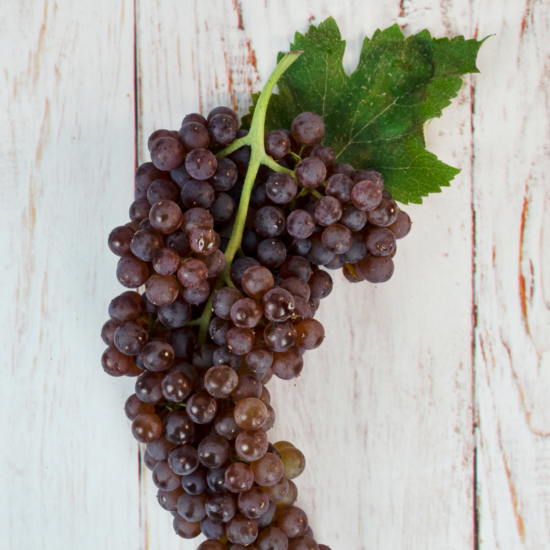 SpecialtyProd's tweet photo. Frozen champagne grapes are the perfect summer cooldown snack! #specialtyproduce #champagnegrapes #blackcorinthgrapes #grapes
