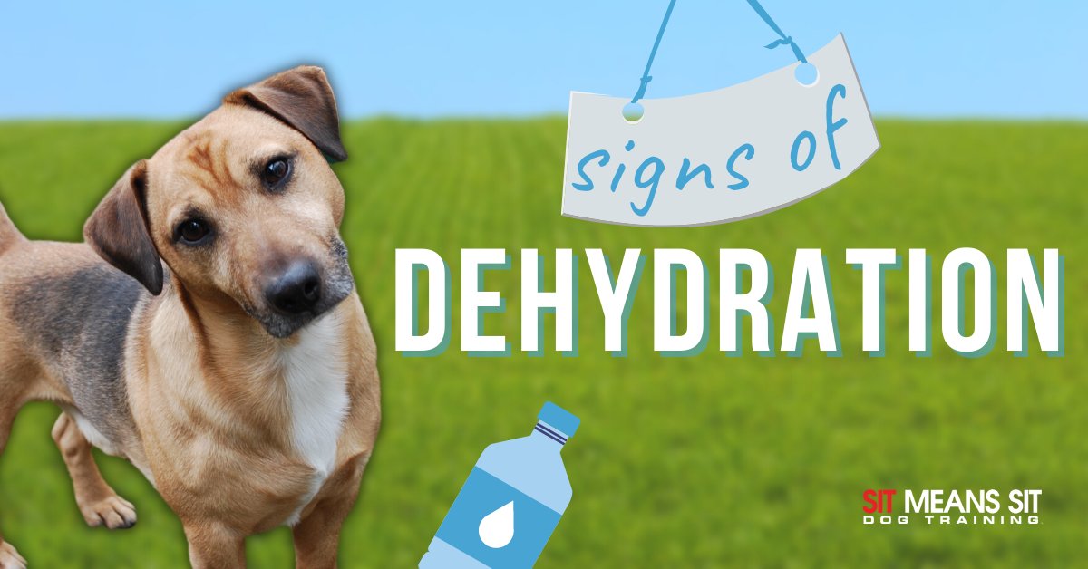 smsswlv's tweet photo. Signs of Dehydration in Dogs | https://t.co/0igaY3pNYI https://t.co/MMEhwnmTVW