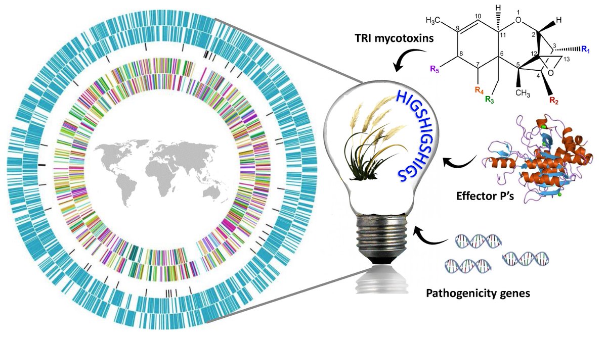 Pathogens_MDPI's tweet image. #EditorsChoice
Review paper: &quot;#Pathogenomics and Management of #FusariumDiseases in Plants&quot; is online. Written by Dr. Sephra N. Rampersad from The University of the West Indies.

👉mdpi.com/2076-0817/9/5/…

#effectors
#Fusarium
#pathogenicity
#RNAi