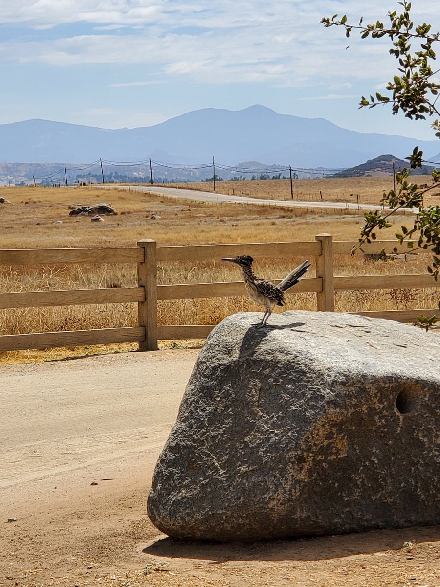 San Diego Parks tweet media