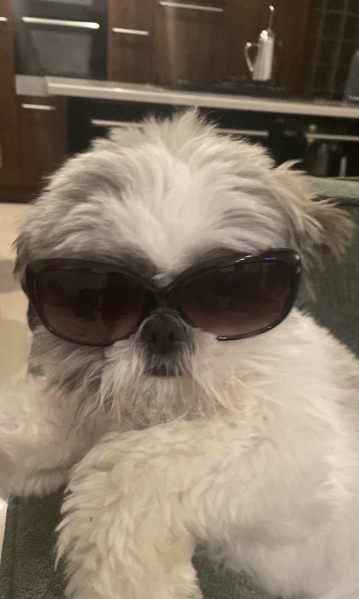 paulamjennings's tweet photo. What’s the chances he will need these tomorrow 🤣 @bbcweather @barrabest #alittlefun #ShihTzu https://t.co/UBiKMDcEgy