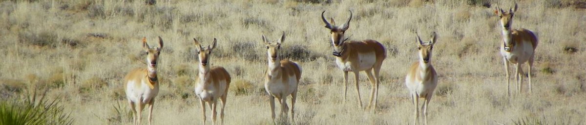 Job alert!!! Fish biologist/ecologist on the campus of New Mexico State University. Closes AUG 29!  

Public: usajobs.gov/job/668497500
Feds/other: usajobs.gov/job/668497200