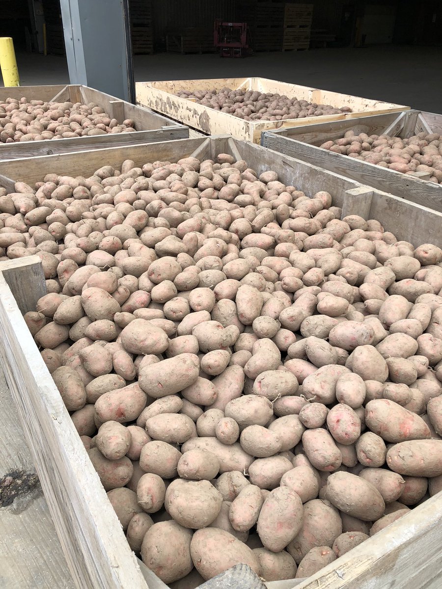 Sad state of current affairs, perfectly good potatoes leaving the farm as stock feed today. The same will be happening on other farms across the country - something needs to change going forward….. 🙄🤦‍♂️! #potatoes #britishfarming