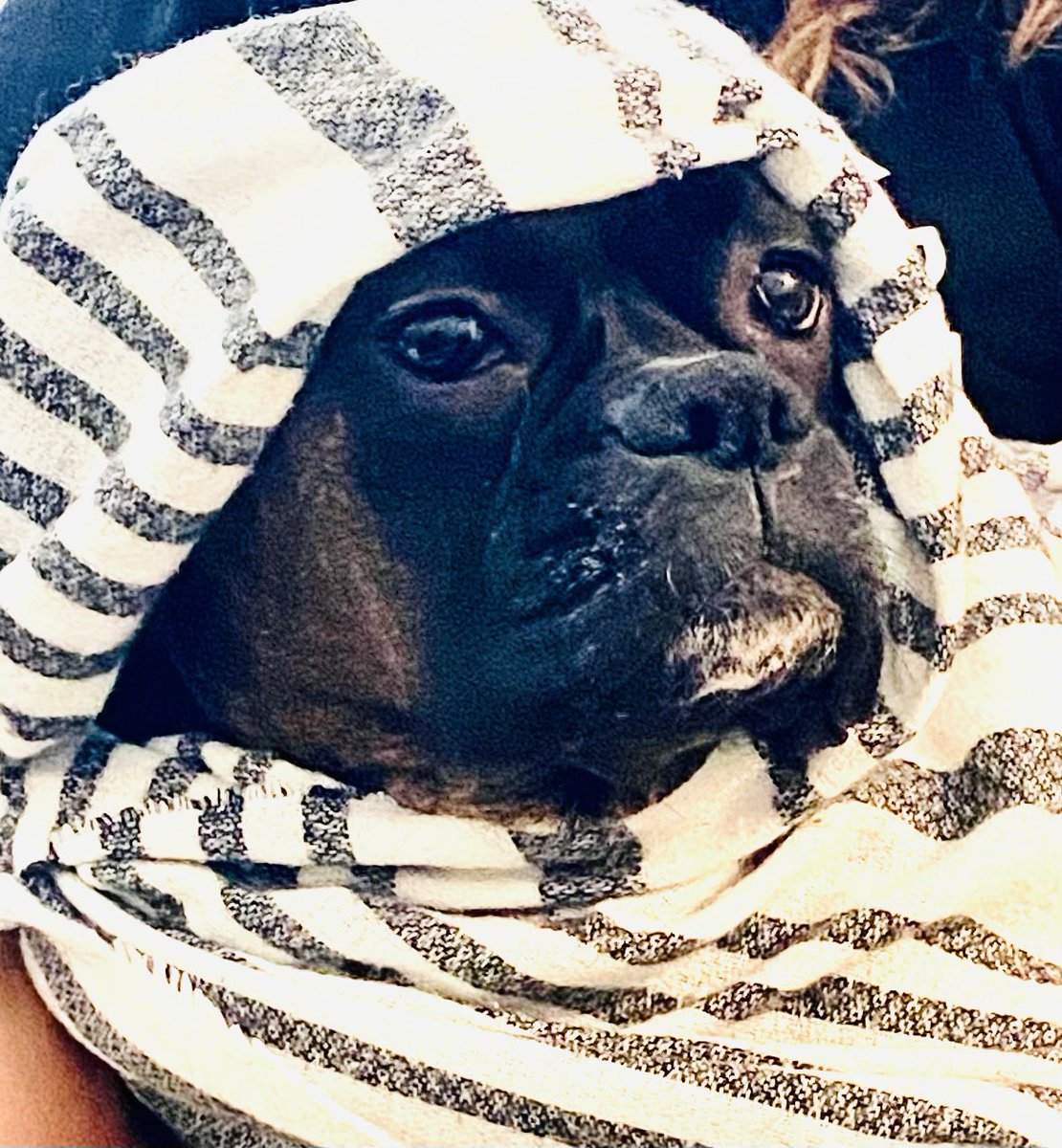 saltyriptides's tweet photo. ๐ญ not in Colorado anymore, I donโt need all of Ginoโs blankets, thankyouverymuch ๐ค๐ป๐พ #boxer #boxerdog #DogsofTwittter #ILoveMyDog #TurdRuby #love @bluezed2003 @dogcelebration @boxer_sacha @brianmc_arch @k9kayaks @sitarhero79 @Thomas_F81 https://t.co/OgA3OESLPr