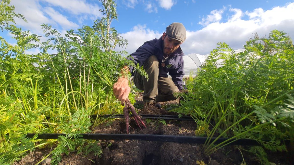 Inia_Kampenaike's tweet photo. ✅Hoy queremos destacar el nombramiento del Ingeniero Agrónomo MSc. en Recursos Naturales, Gabriel Zegers Müller, como el nuevo director regional de @MagallanesIndap Hasta la semana pasada, Gabriel se desempeñaba en la Unidad Hortifrutícola de @Inia_Kampenaike
Felicitaciones! https://t.co/JrwjQByoiM