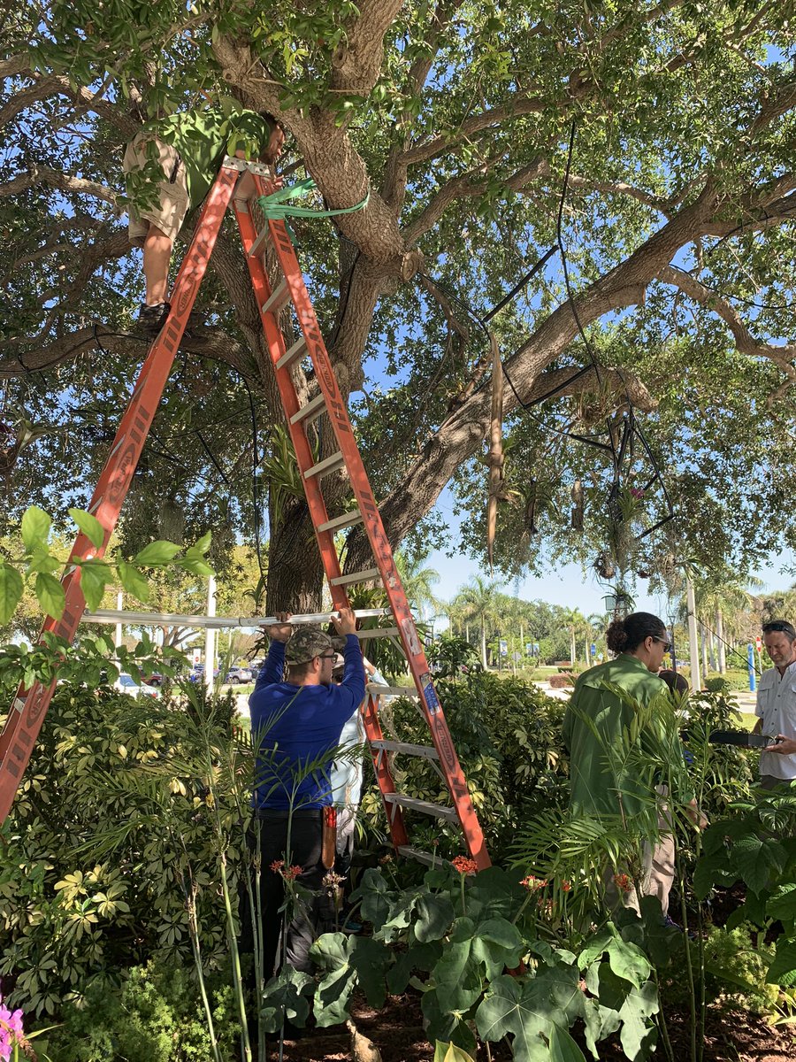 BrowNatOrchids's tweet photo. @TheMathersFoun1 @BCSouthCampus @HortUrban @millionorchid It is Oncidium ensatum, a Florida native. They are terrestrials, planted under a large oak tree. Dr Downing @millionorchid recommends P668 for both germination and replates of OE. Photos show installation in 2019 (behind a row of spathoglottis) and seed pods in 2022. https://t.co/T7ph55S5Nx