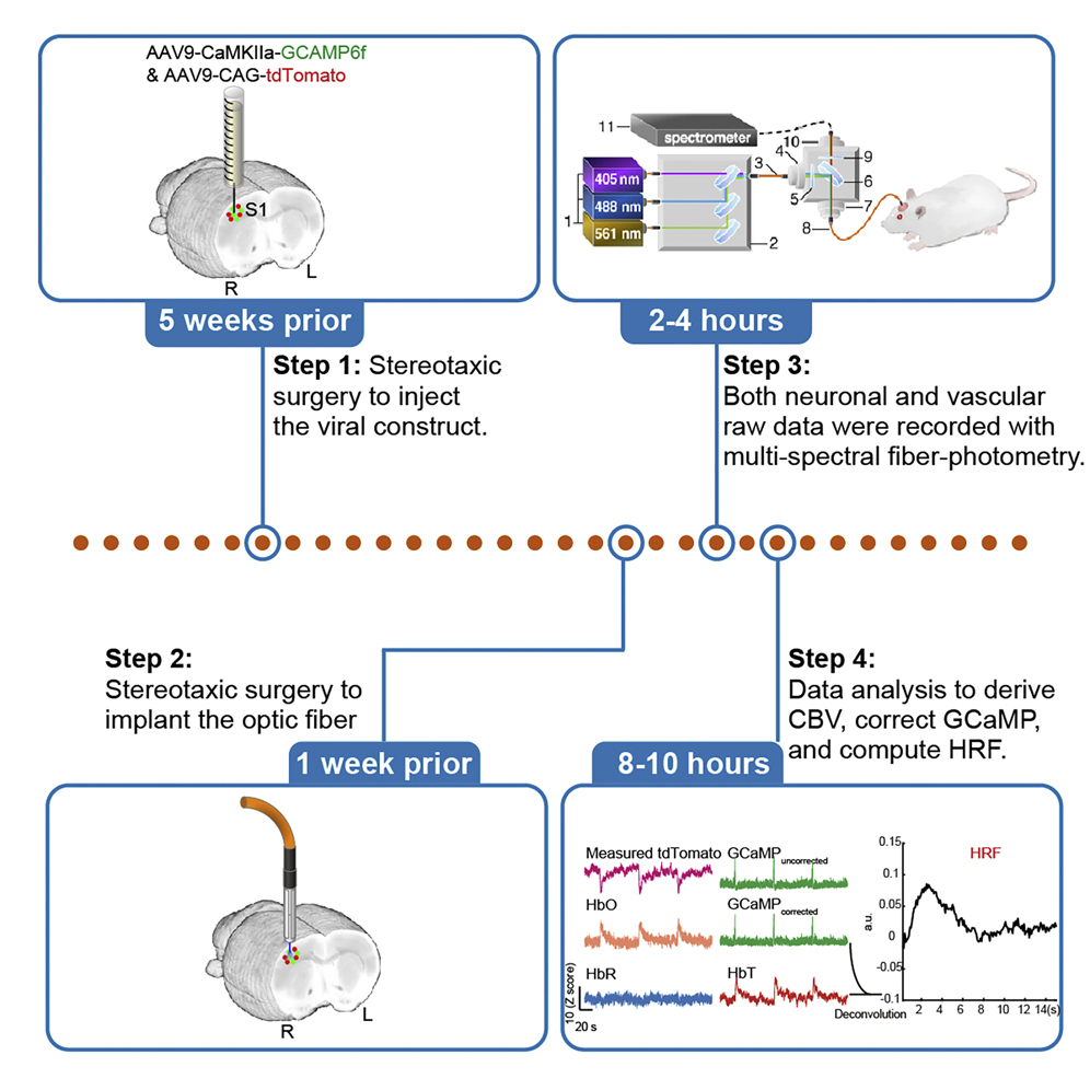 STAR Protocols (@starprotocols) on Twitter photo Check out this #protocol from Dr. Yen-Yu Ian Shih's lab <a href="/ShihYYI/">Ian Shih</a> <a href="/camri_unc/">CAMRI UNC</a> <a href="/BRIC_UNC/">BRIC UNC</a> <a href="/UNCneurology/">UNC Neurology</a> describing three #fiberphotometry approaches to simultaneously measure neuronal and vascular signals in the rodent brain: star-protocols.cell.com/protocols/1753
Research in <a href="/CellRepMethods/">Cell Reports Methods</a> Check out this #protocol from Dr. Yen-Yu Ian Shih's lab <a href="/ShihYYI/">Ian Shih</a> <a href="/camri_unc/">CAMRI UNC</a> <a href="/BRIC_UNC/">BRIC UNC</a> <a href="/UNCneurology/">UNC Neurology</a> describing three #fiberphotometry approaches to simultaneously measure neuronal and vascular signals in the rodent brain: star-protocols.cell.com/protocols/1753
Research in <a href="/CellRepMethods/">Cell Reports Methods</a>
