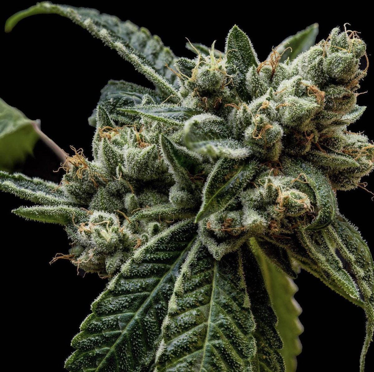 CrownOGcali's tweet photo. Fresh Crown OG looking 🔥 

Find some for yourself in dispensaries around Southern California 

#mmj #cannabisculture #420community #StonerFam #stoner #cannabisnews #weed #la #thevalley #dank #secretsesh #rollingloud #kushstock #weedmob #cannabiscomunity #legalizeit #weedsmokers https://t.co/nZQ98SMNBy