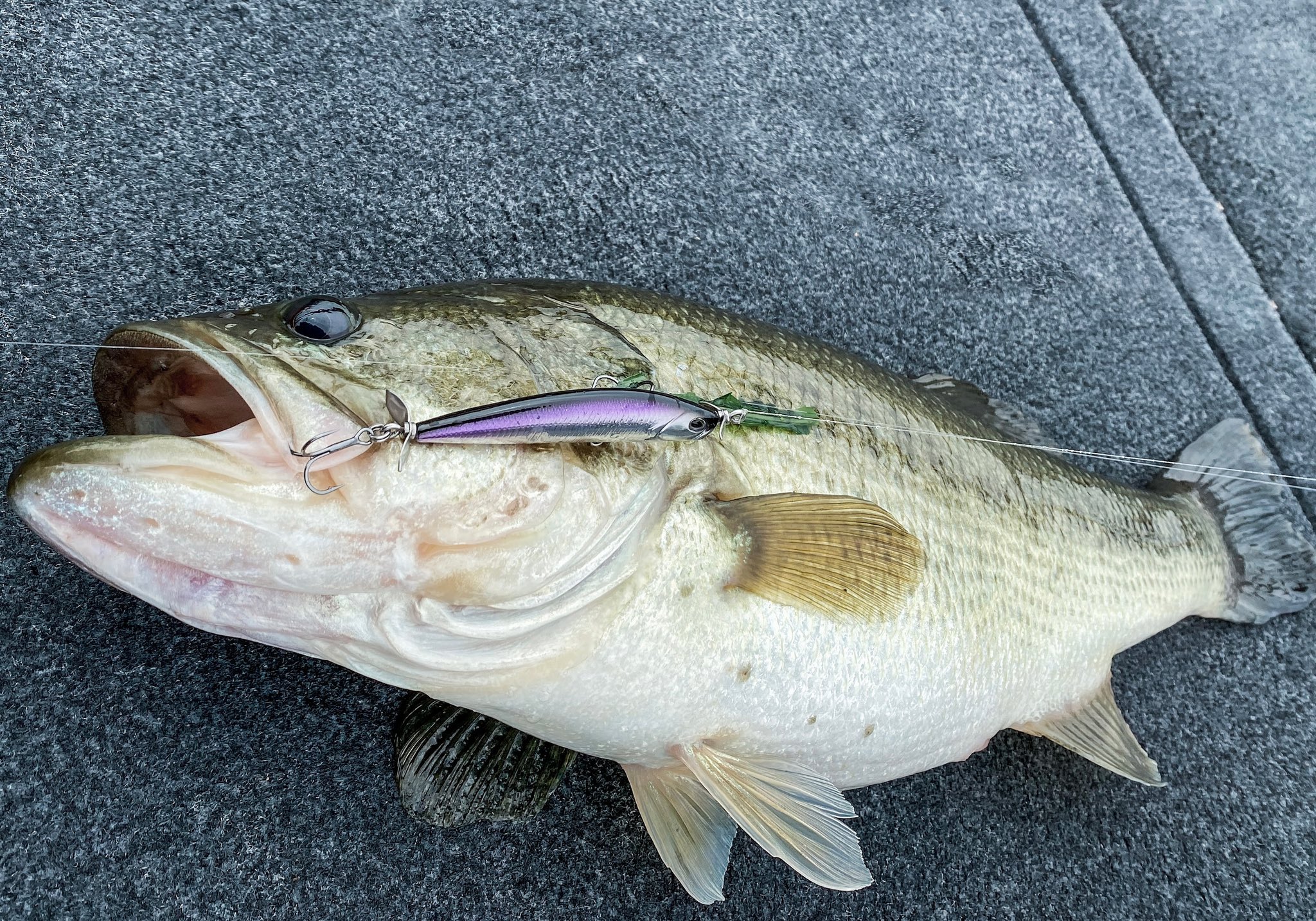 BerkleyFishing on X: Sniping some green ones with the Berkley SPY