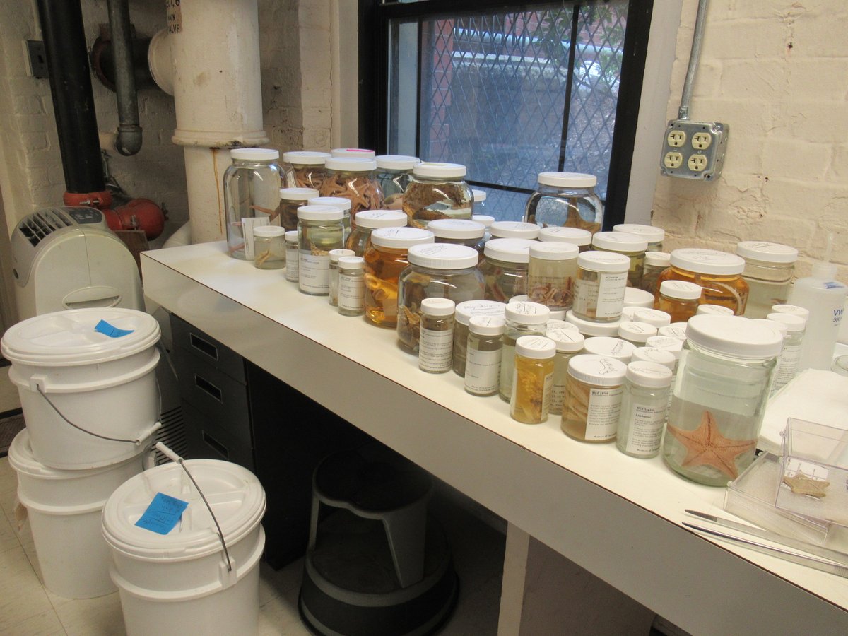 echinoblog's tweet image. First day at @MCZHarvard Identifying starfish for Invertebrate Zoology! not bad. The @EVNautilus #nautiluslive stuff revealed potentially new species!