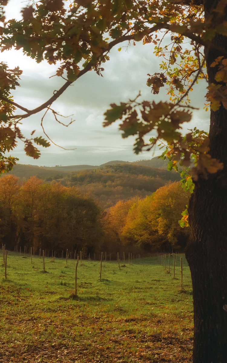 AlexKittoe's tweet photo. Tuscany on 35mm https://t.co/caACoFdU0h