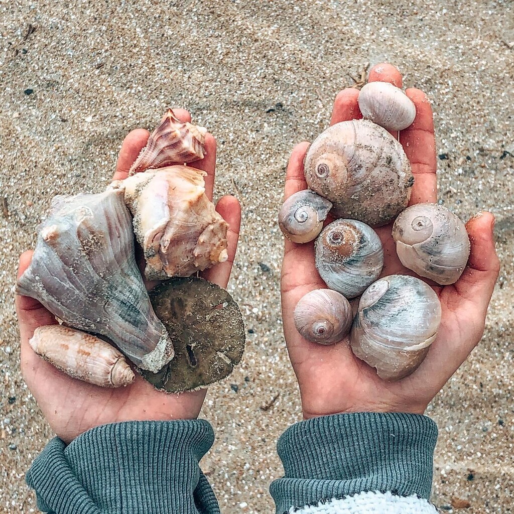 VisitTybee's tweet photo. What is your trick to finding the best shells on Tybee Island? #VisitTybee [📸 @gulfcoastshells]
.
.
.
#tybeeisland #shellhunting #savannahsbeach #tybee #treasurehunting https://t.co/cePDlcvBhb