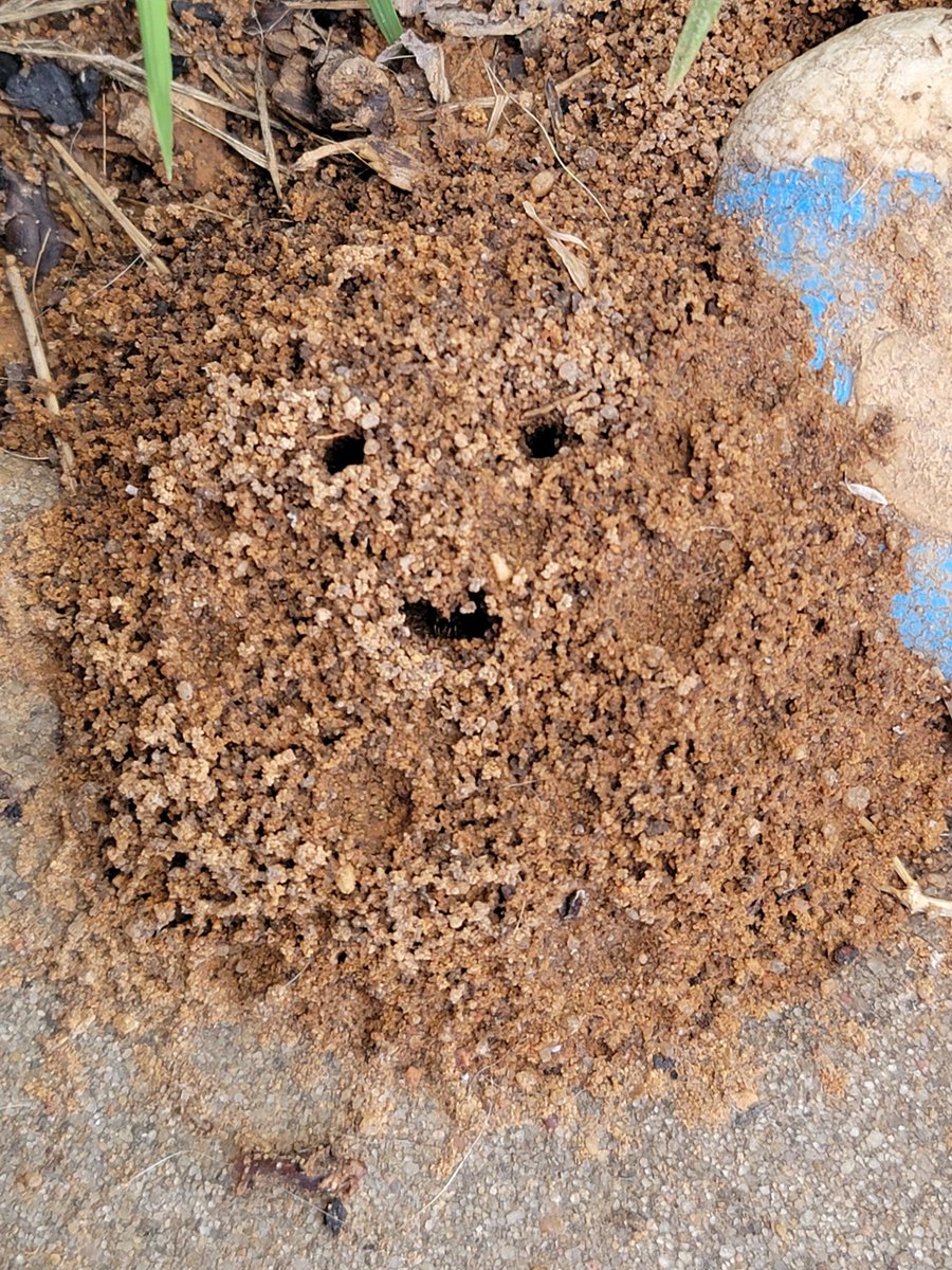 tumlison's tweet photo. While I'm not completely comfortable about this development, at least the ants seem happy. https://t.co/3IywEgDbVP
