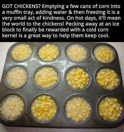 FlockIsFamily's tweet photo. @CocoTheParrot
Chickensicles!! https://t.co/PajgRgHxmB