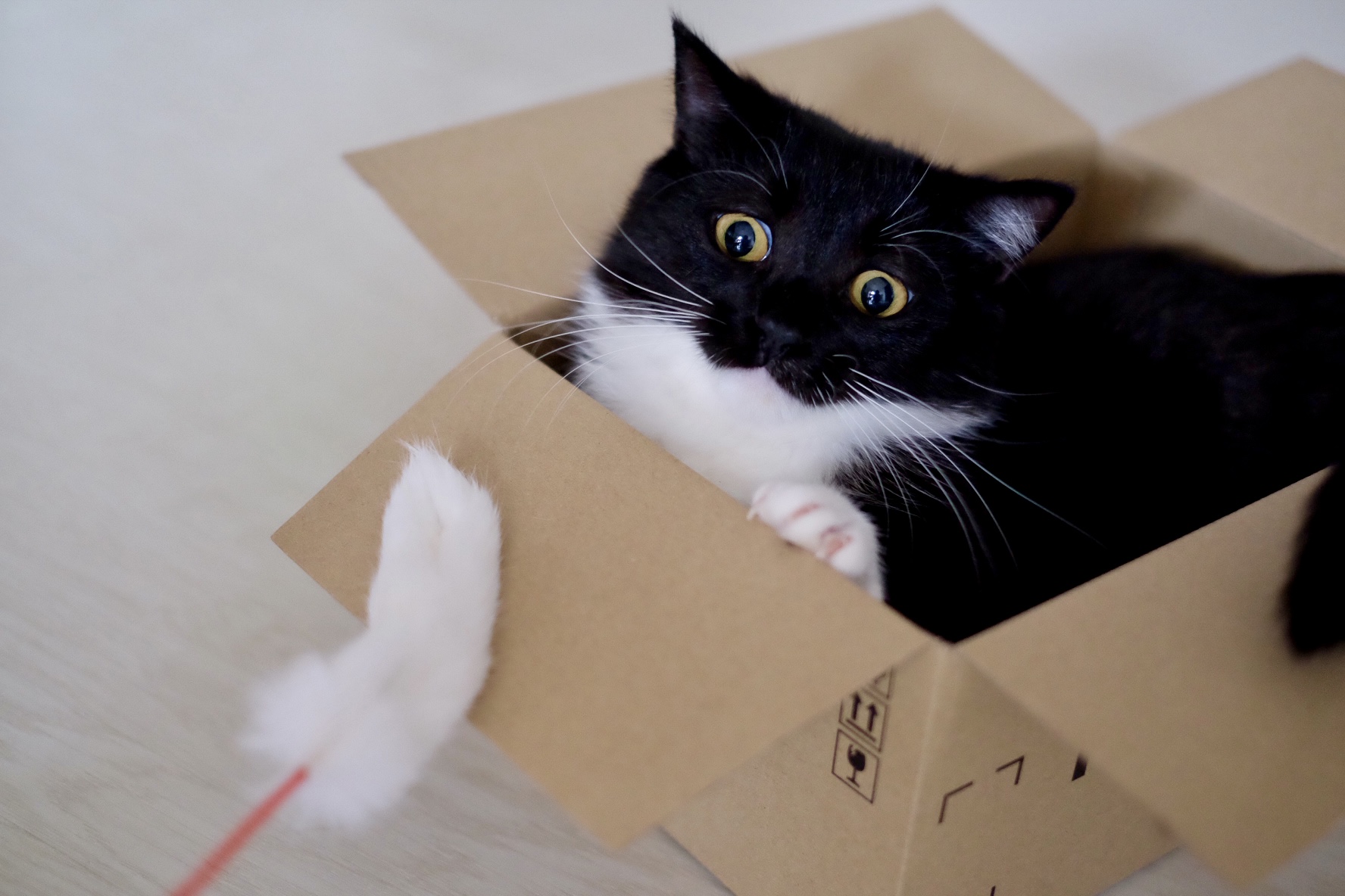 Follow うに ねこ休み展 S Unicouniuni3 Latest Tweets Twitter