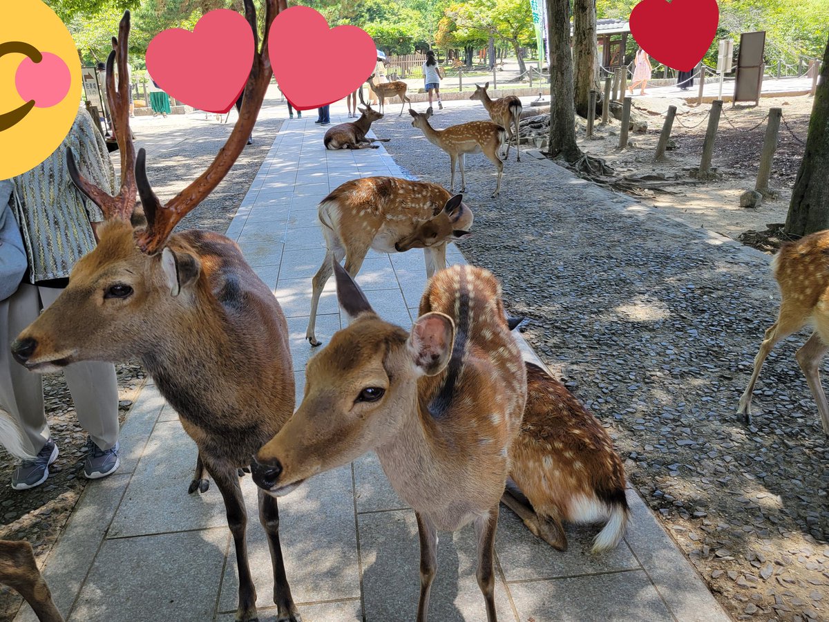 今日は 奈良 あちぃ 鹿かわいい ゆーむず のイラスト