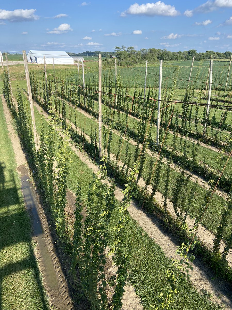 ArcadiaHops's tweet photo. Hop Harvest 2022 is under way at Arcadia Buckeye Hops! #cheers #ohiohops #drinkbeergrownandmadehere https://t.co/JcUfUGf4su