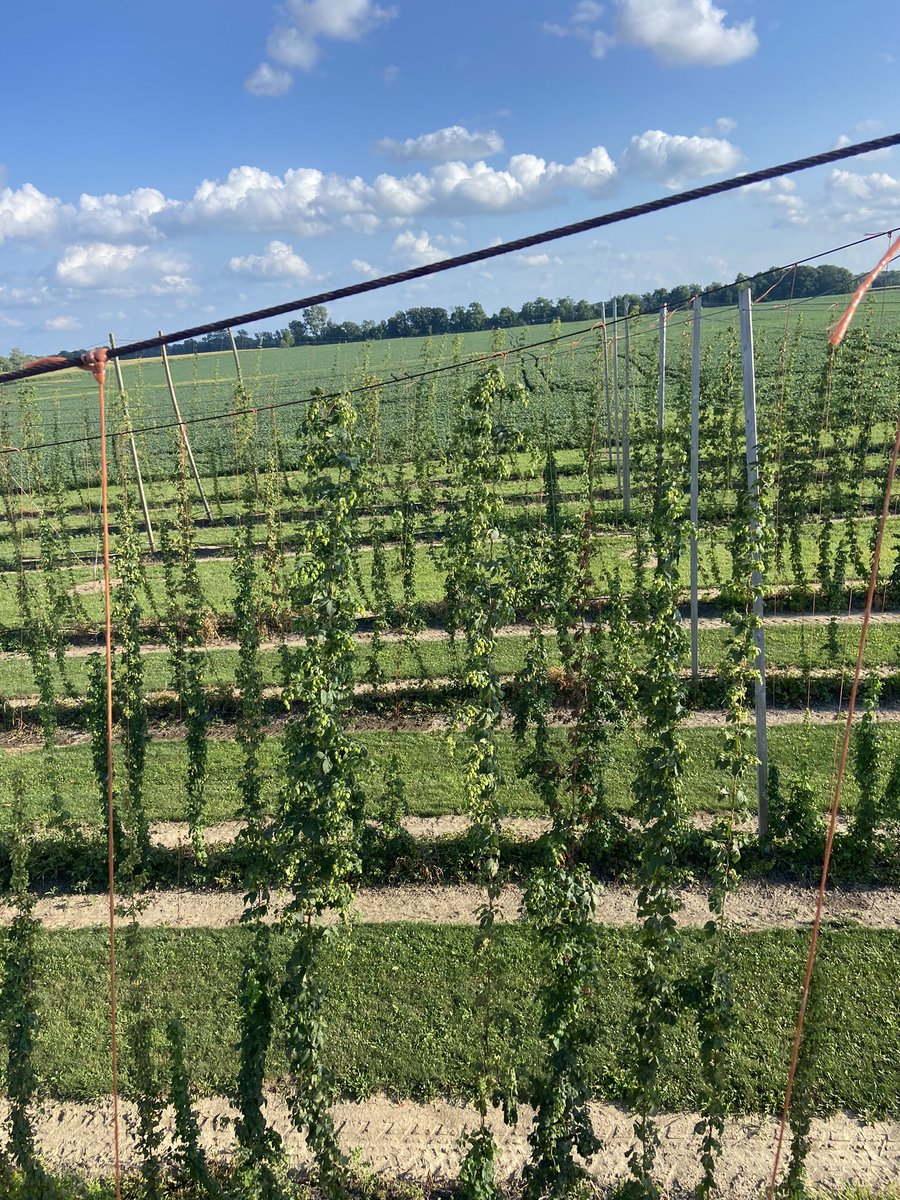 ArcadiaHops's tweet photo. Hop Harvest 2022 is under way at Arcadia Buckeye Hops! #cheers #ohiohops #drinkbeergrownandmadehere https://t.co/JcUfUGf4su