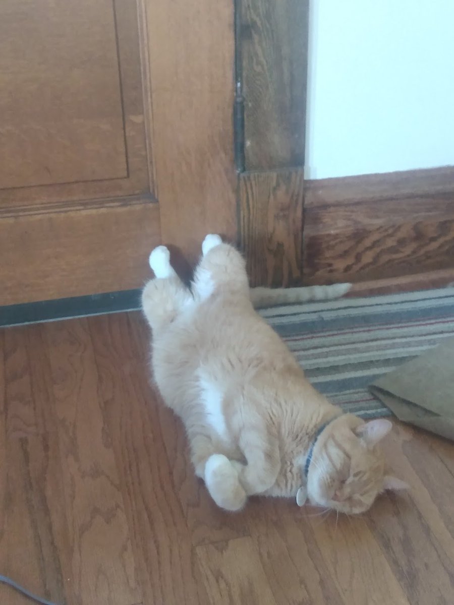 Jpullen19's tweet photo. Dr. Widdershins the Dignified.

#cats #writercat #catsrelaxing https://t.co/6c2Ld0gUyt