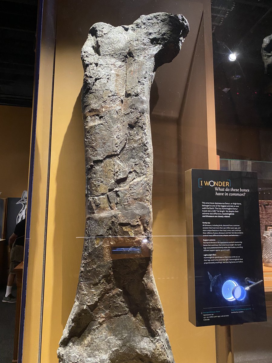 yearning4d_sky's tweet image. #ObjectsOfWonder #WashingtonDC at @AMNH and delighted