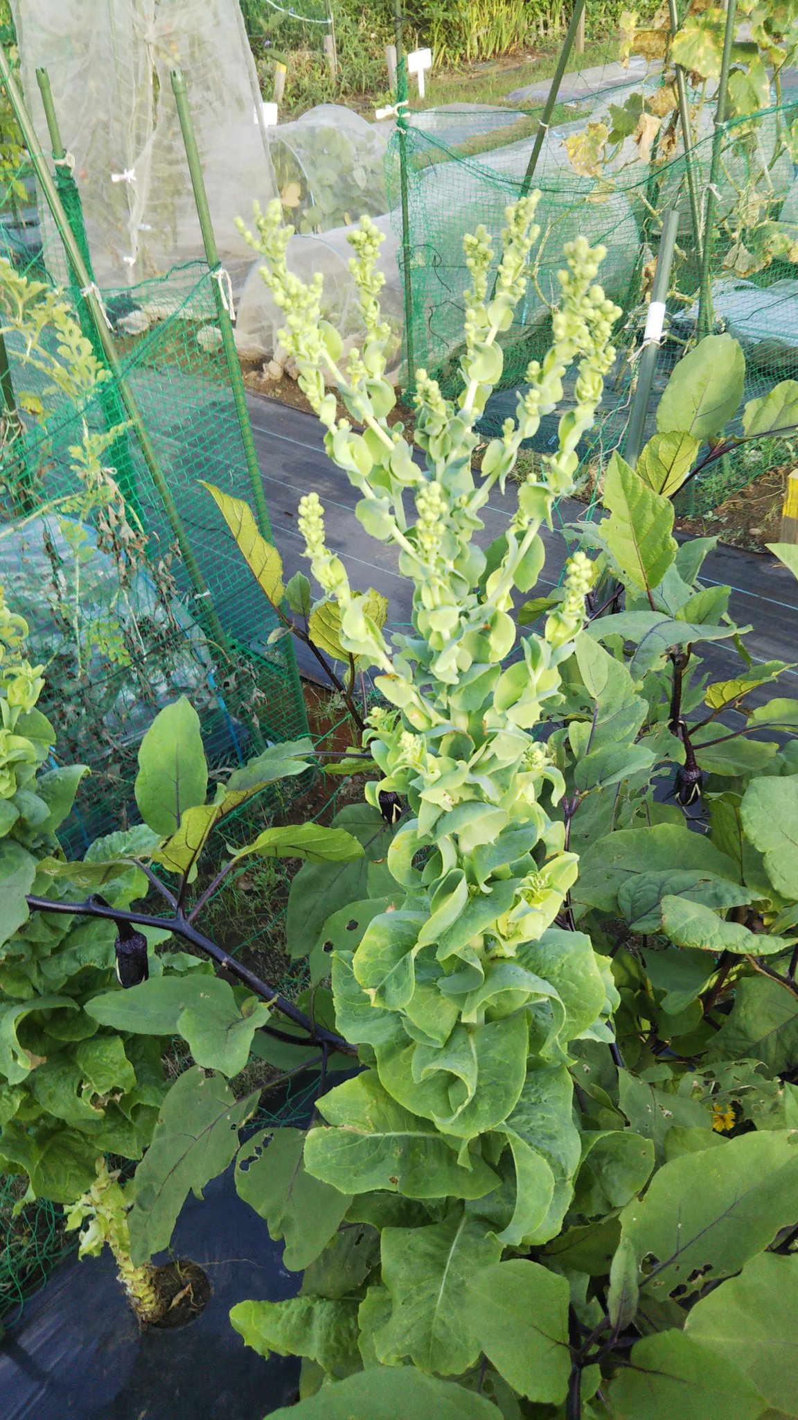 Pin01 サンチュに蕾がついて花が咲きそうです そのせいか葉っぱも硬くなってきました 食べられますが 食感が悪いって感じ この関係性は葉物全般にあるのかな 家庭菜園 T Co Jow7txp4ya Twitter