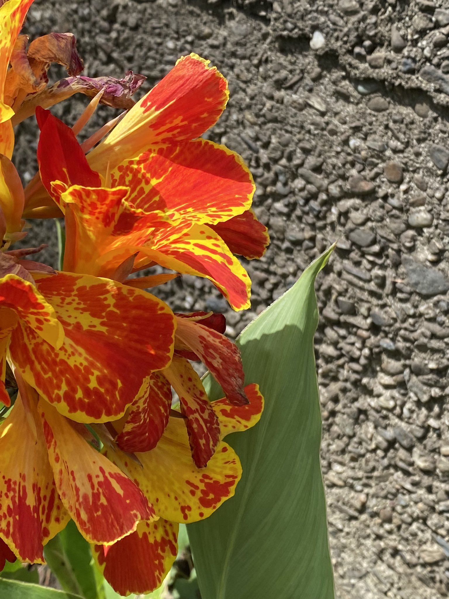 アツ 最幸人生 規制中で スミマセン おはようございます 本日も最幸な一日をお過ごしください カンナの花言葉 情熱 毎日花覧 花言葉 カンナ科カンナ属 南アメリカ原産 T Co Gegbox29mg Twitter アツ 最幸人生 規制中で スミマセン おはようございます 本日も最幸な一日をお過ごしください カンナの花言葉 情熱 毎日花覧 花言葉 カンナ科カンナ属 南アメリカ原産 T Co Gegbox29mg Twitter