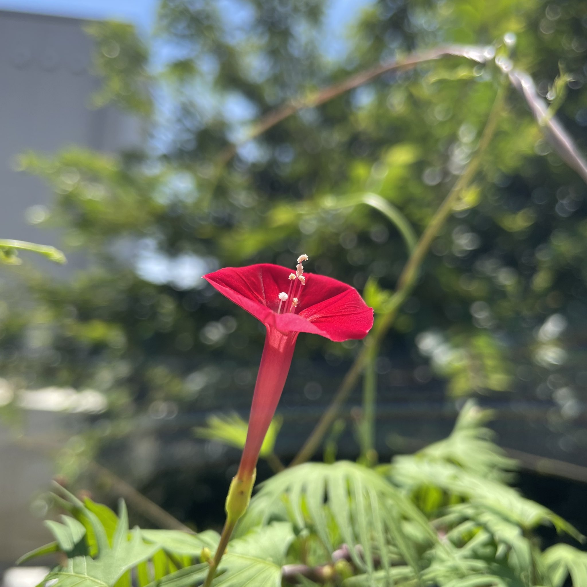 ゆうひ おはようございます 良い一日を 羽衣縷紅草 ハゴロモルコウソウ キリトリセカイ スマホ写真 額装のない写真展 街角スナップ 火曜日 フェンスに絡んでいるシリーズ T Co Jq4ozl5atf Twitter