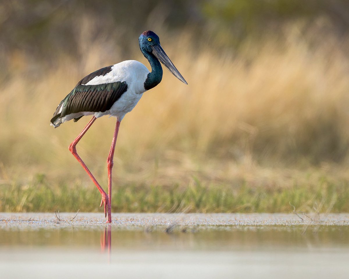 HThorning's tweet photo. A fantastic week in the Kimberleys..Black necked Storks (Jabiru)at a small Billabong near Derby,Western Australia..
#blackneckedstork #kimberley #stork #jabiru #westernaustralia #abc https://t.co/dTfYNnuK88