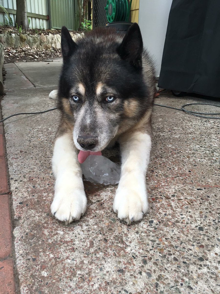 DebraR01068233's tweet photo. @saltyskin_ It’s so unfair that we outlive our beautiful pets. I feel your sorrow as I had to let go of my 13 year old Husky boy on the 1st of July this year. Hardest decision I’ve ever had to make.A piece of our hearts are taken. Sending a hug your way as I know you need it! https://t.co/dVwKgjkcBT