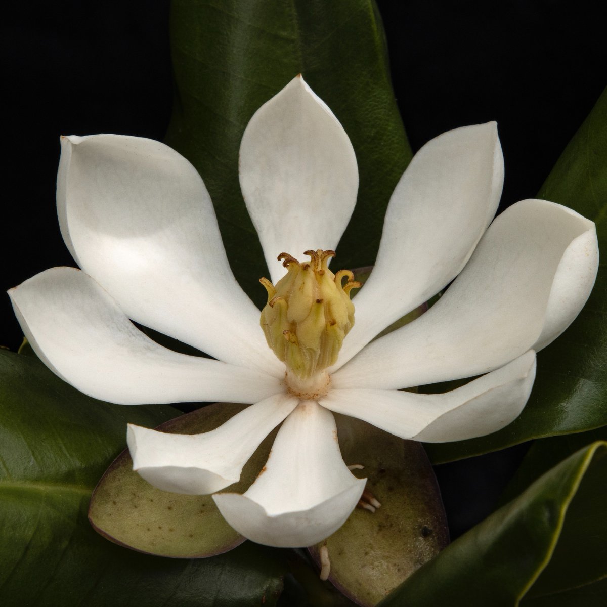 rewild's tweet image. Rediscovered Northern Haiti Magnolia Tree spurs hope in Haiti - where just 1% of their original forests remain.

Expedition led by Re:wild partner, @haititrust, captures first-ever photos of this flowering tree, that has been lost to science for 97 years.

📸 : Eladio Fernandez