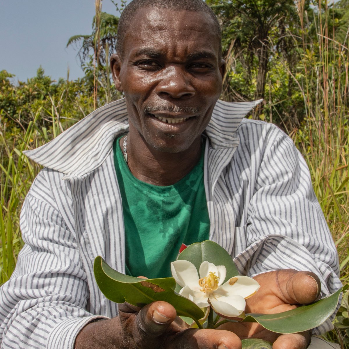 rewild's tweet image. Rediscovered Northern Haiti Magnolia Tree spurs hope in Haiti - where just 1% of their original forests remain.

Expedition led by Re:wild partner, @haititrust, captures first-ever photos of this flowering tree, that has been lost to science for 97 years.

📸 : Eladio Fernandez