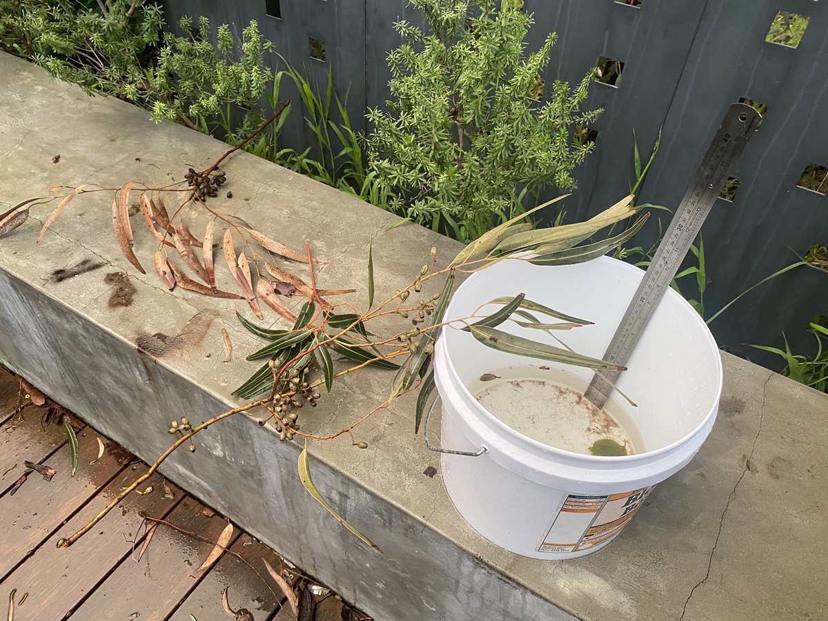 PerthRainBucket's tweet photo. So this MASSIVE branch tried to take me out. But … meh… I cool 😎 

37mm or an 1 1/2” in your grandmothers language. https://t.co/fG1qjohQZH