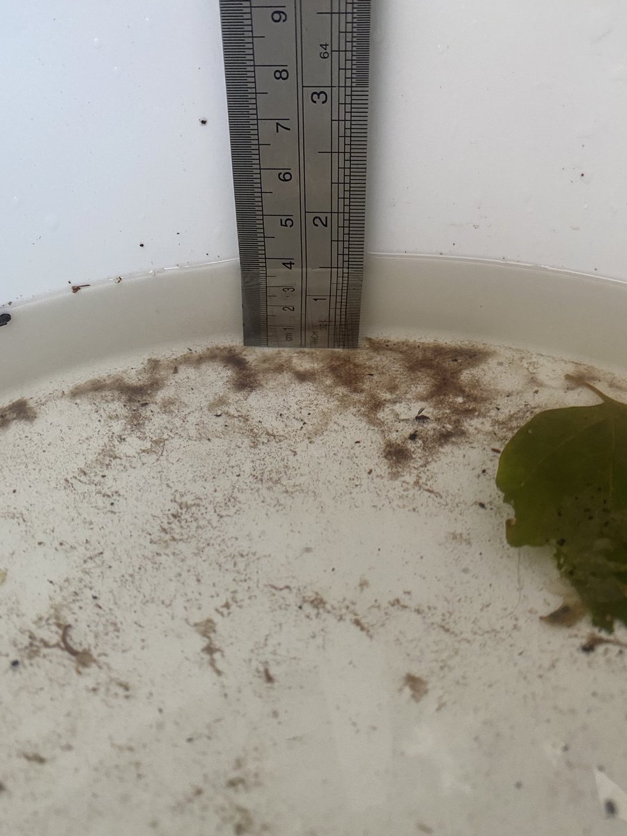 PerthRainBucket's tweet photo. So this MASSIVE branch tried to take me out. But … meh… I cool 😎 

37mm or an 1 1/2” in your grandmothers language. https://t.co/fG1qjohQZH