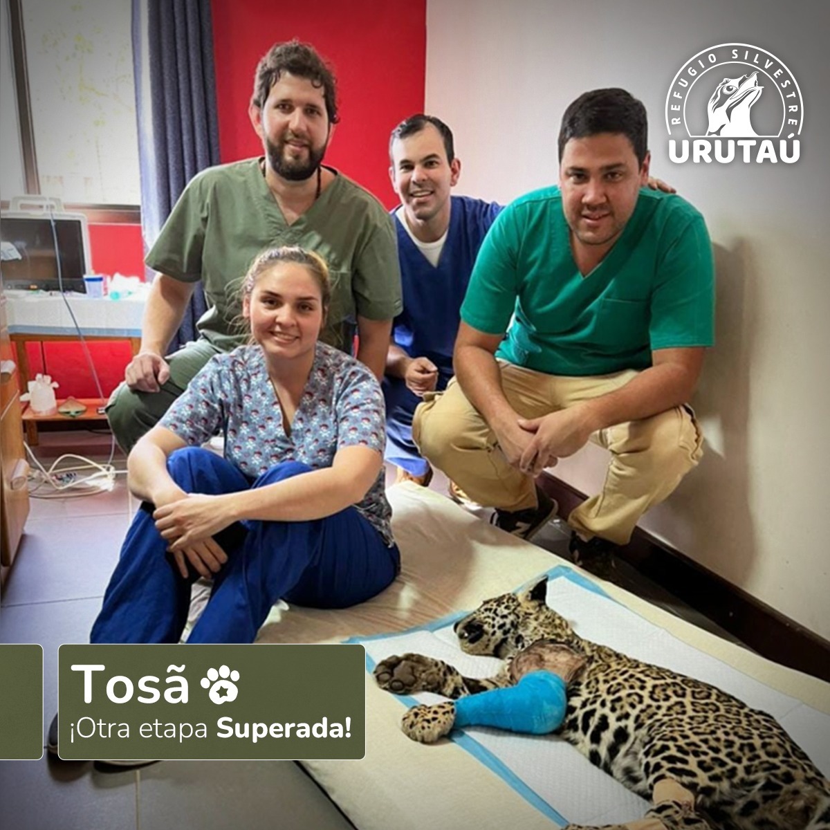 Luego de una intensa cirugía de 4 horas, Tosã ya se encuentra en proceso de recuperación.

La intervención requirió de sedación profunda por medio de anestesia inhalatoria, ya que se sometió a una cirugía de reducción abierta con fijación interna de fractura fisaria en húmero.