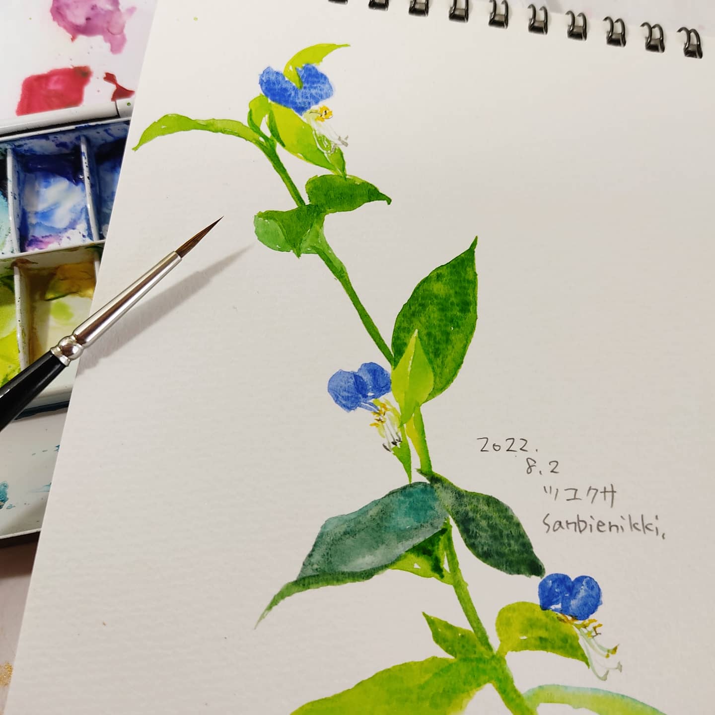 Sanbienikki 朝のスケッチ ツユクサが咲いて 夏の庭 よく見ようと近づくと トンボが離陸して 更に夏 透明水彩 スケッチ ツユクサ 夏の庭 T Co Auxlncgviz Twitter