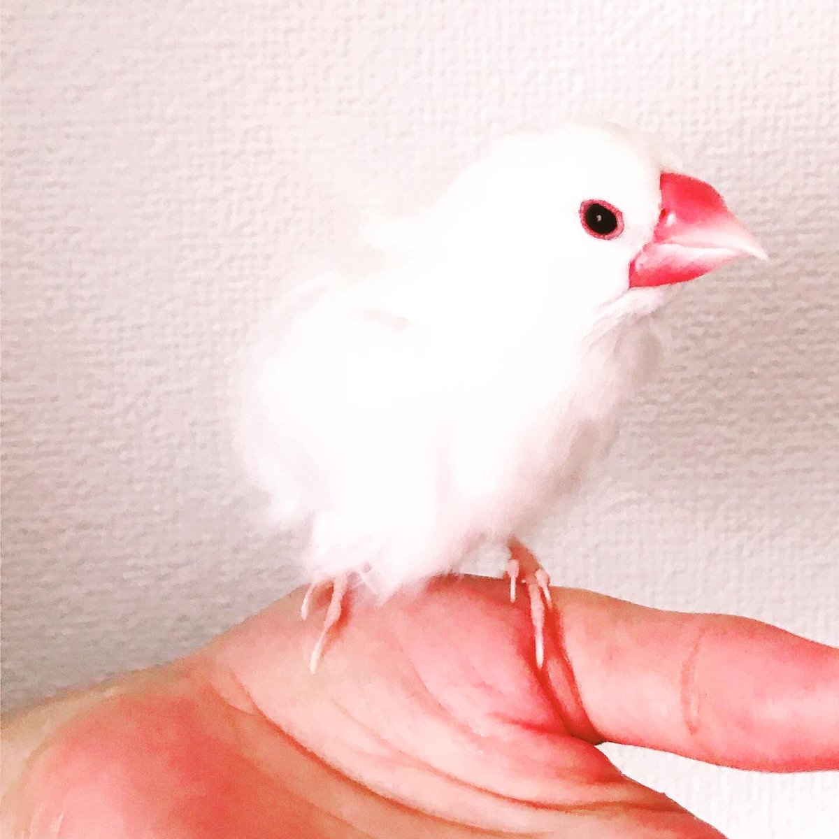 mayu_hottea's tweet photo. おはようございます！

昨日、初めて私の手の中で水浴びをしてくれたのはこの子です🕊✨
最初は手にも乗ってくれなかったのに…5年半で築いた信頼関係に感無量です😭

今日もお仕事頑張ります‼︎

#Twitter初心者 #手の中 で #水浴び #文鳥 https://t.co/zmQq6h8t9i