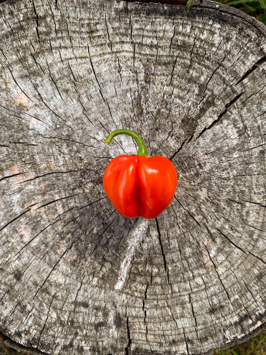 Homegrown no-till organic Habanero. Can’t wait to make a sauce with these!

Grown under the <a href="/Heliospectra/">Heliospectra AB</a> MITRA. 

#notill #organic #habanero #hotpeppers #hotones #led