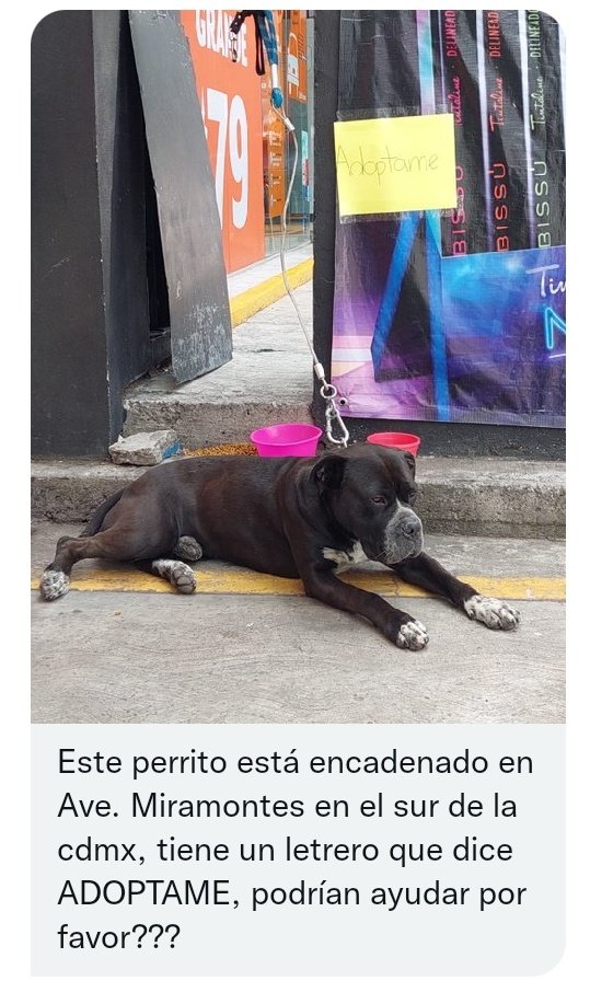 Fundación Toby tweet media