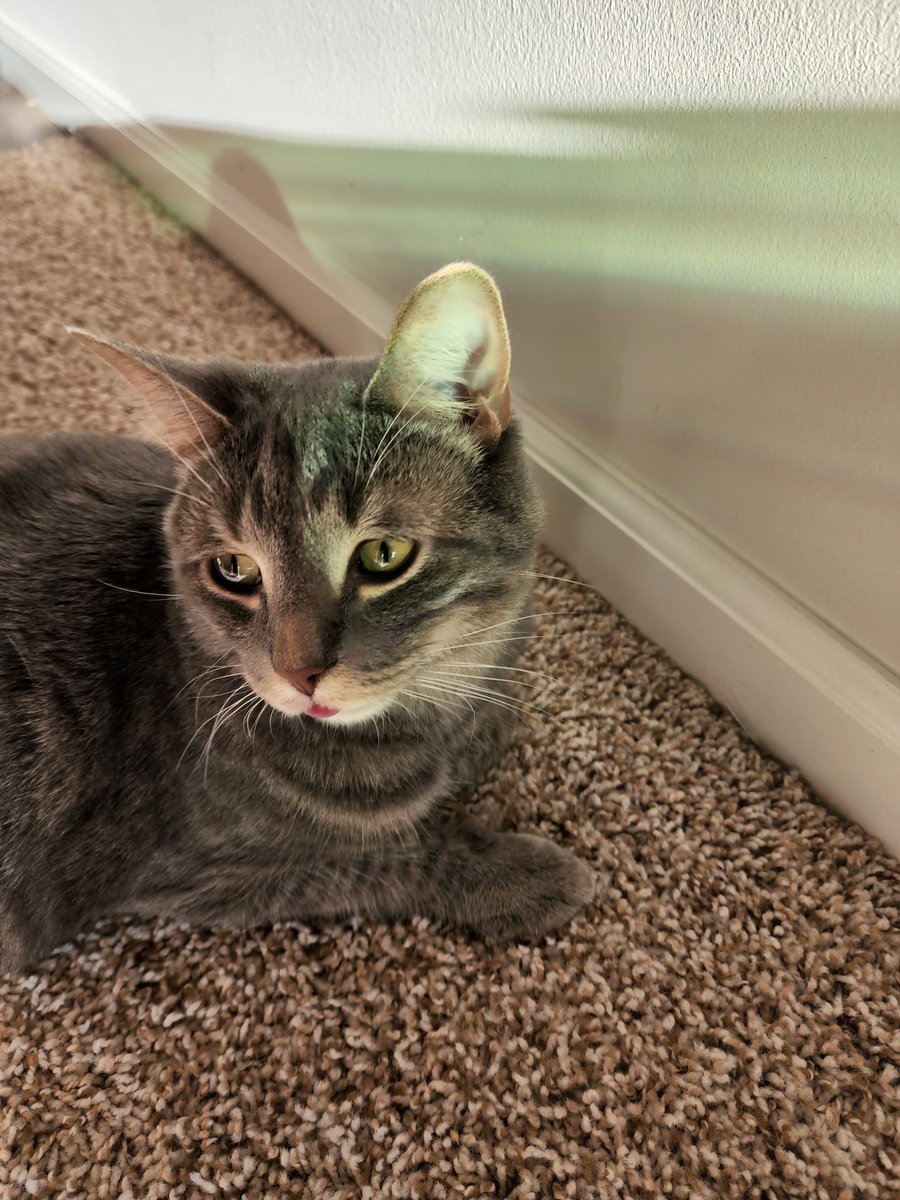 BeanBleps's tweet photo. blep https://t.co/HqMFEtZyVl