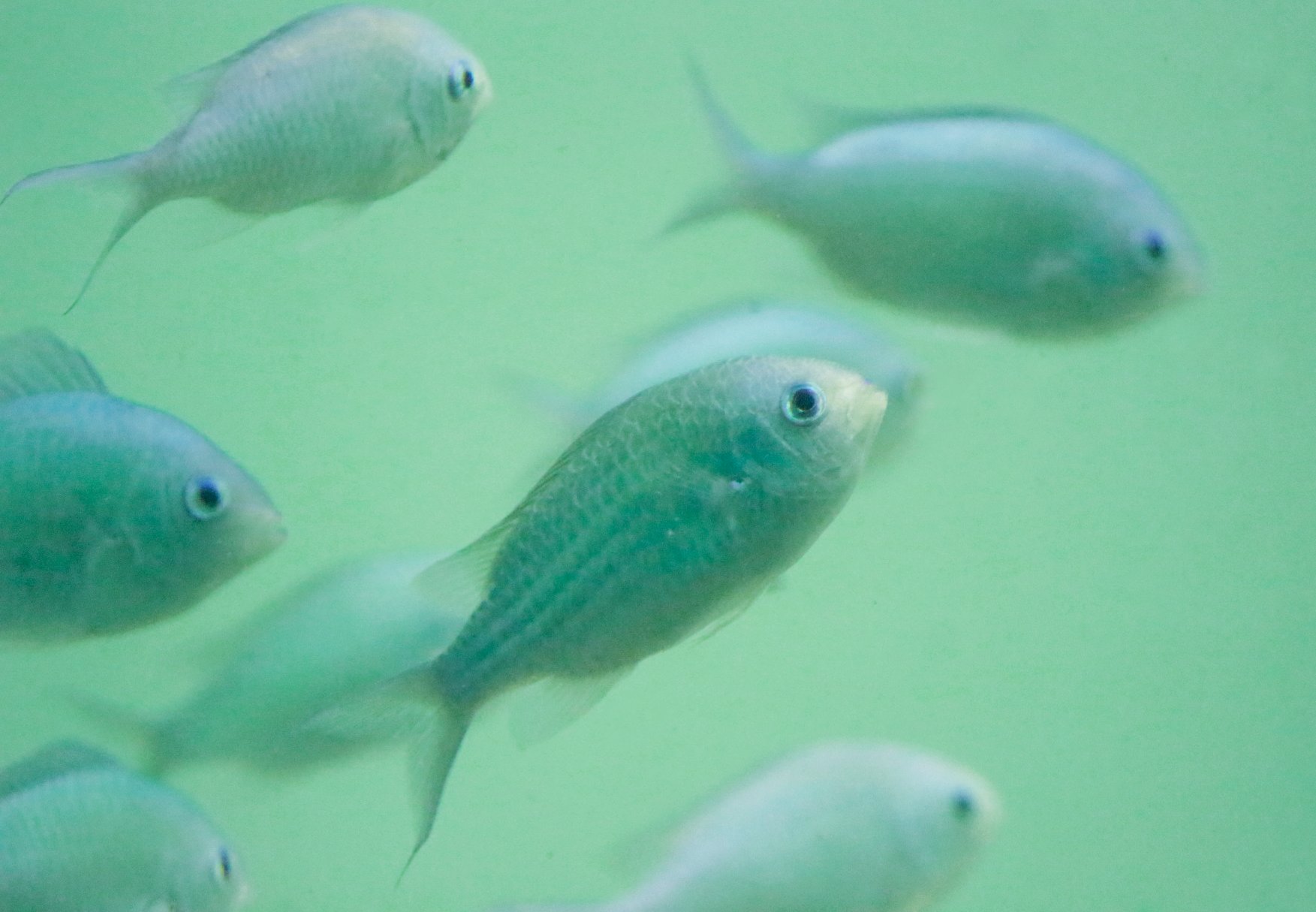 葛西臨海水族園 公式 おはようございます スズメダイの仲間 デバスズメダイ をお届けします インド洋１ 水槽 おうちでかさりん Tslp R T Co Ucjvcsaad4 Twitter