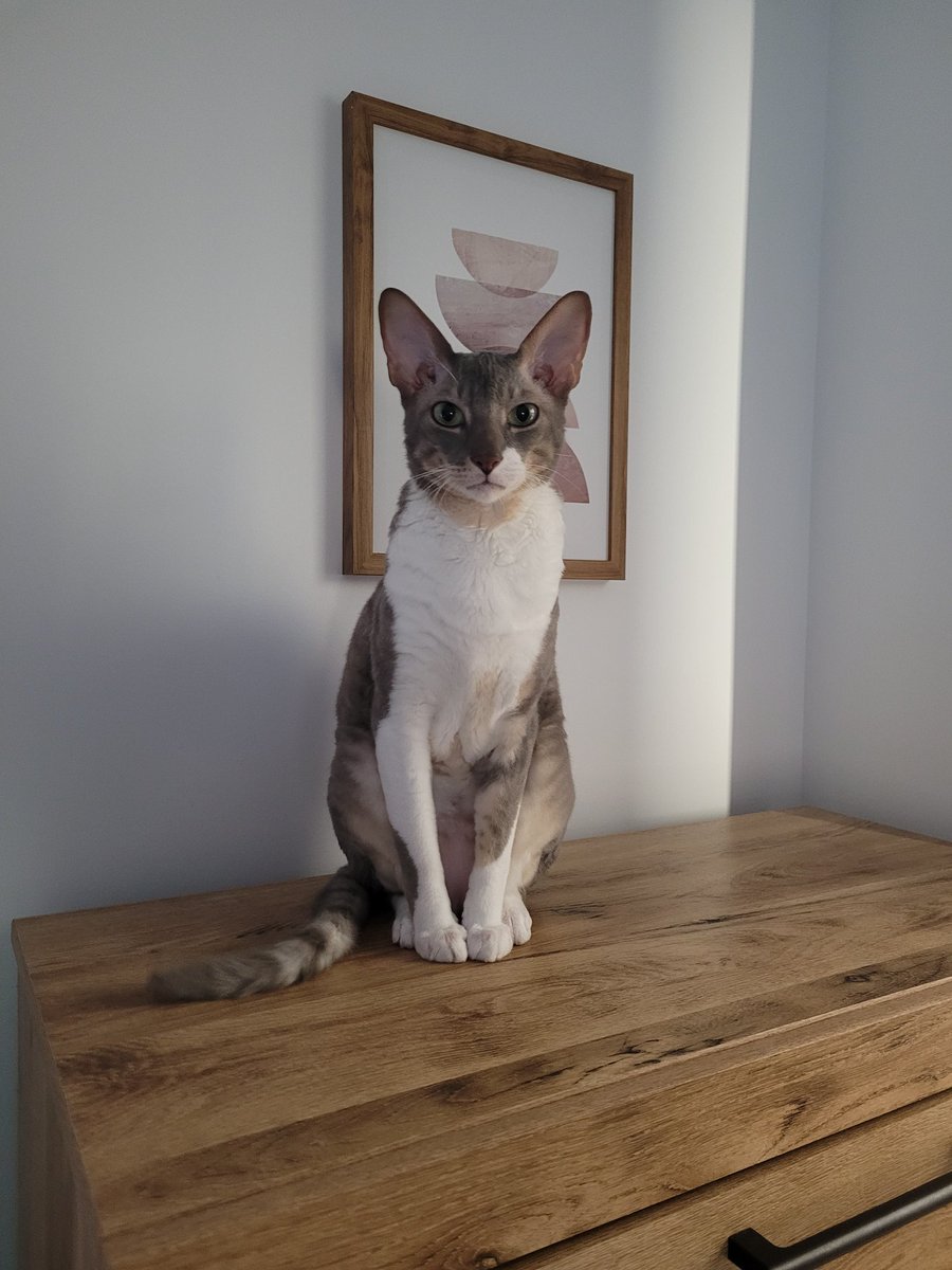 Ericbid's tweet image. Beau bibelot dans ma chambre. Vraiment beau notre matou