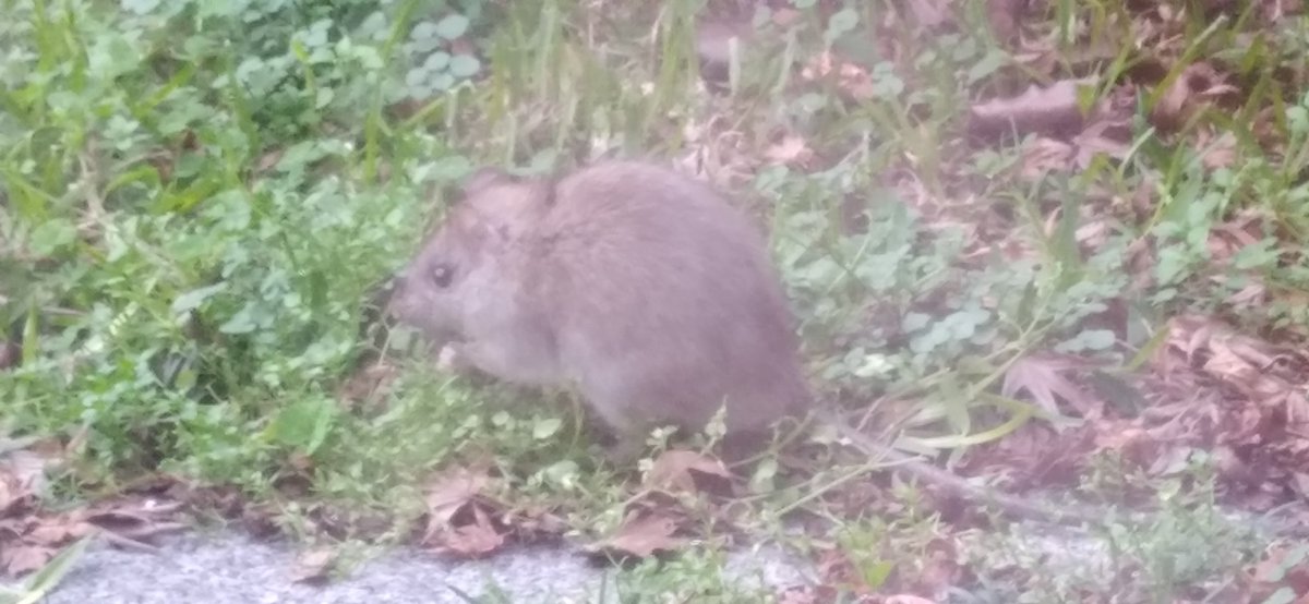 now_thats_oscar's tweet photo. #namemyrat poll has ENDED ! the people have decided that the rat that appeared in my backyard will be named PEDRO! congrats to those that voted. anyway, PEDRO will most likely be dead within the week due to exterminators coming to the property. #RipPedro https://t.co/dhmNpUP31P