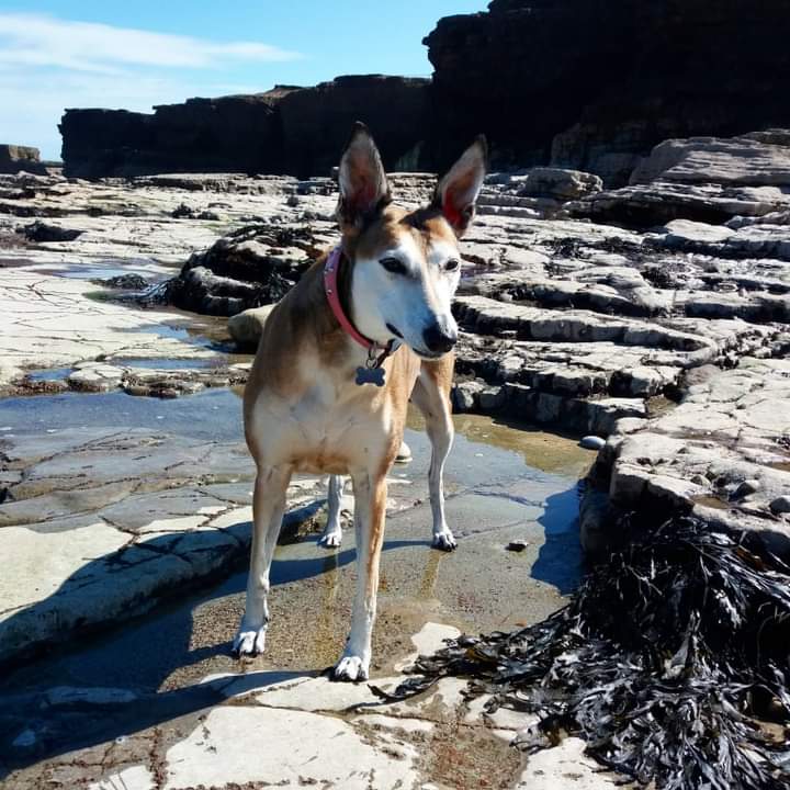 Lisa97Reed's tweet photo. Thinking of my wonderful Honey as I do every day. I hope she is having fun in the spirit world with my grandparents 💖

#Rescuedog #AdoptDontShop https://t.co/LkJGehYaQY