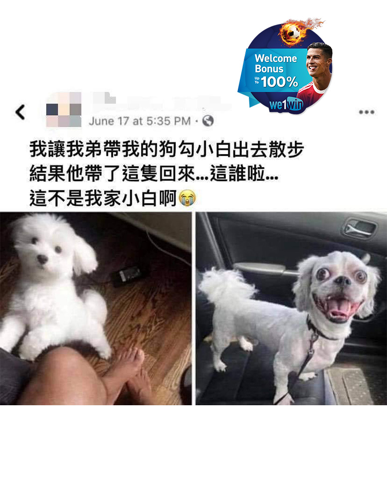 LaughSp0t's tweet photo. 请问有看到我家小白吗
#we1winofficial #we1win
.
#laughsp0t #memes #funnyvideos #funnymemes #dailymemes #chinesememes
.
#搞笑 #搞笑视频 #搞笑迷因 #恶作剧 #迷因 #天天迷因 #天天恶作剧 #笑图 #娱乐 #爆红 #爆红视频 https://t.co/vFQfc20Prg
