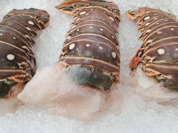 ExportTraders's tweet image. lobster Tail available. 
Available Size: 4oz - 5oz, 5oz - 6oz, 7oz - 8oz, 8oz - 9oz, 10oz - 12oz