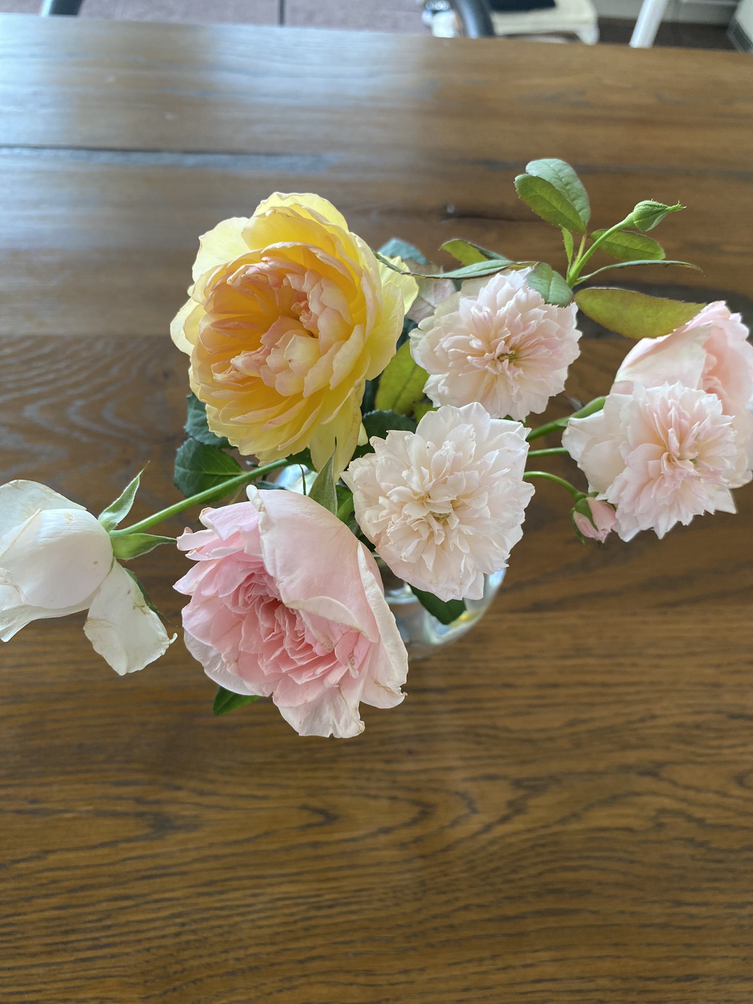 Michiru Shimano ひより 旋律 環 美空 カゲロウ 花見小路 どれがどれだかわからないけどwabaraの美しさとその独特の個性に昨日は魅了されてしまいました 花にも意志があると岐阜のrose Farm Keijiさんは言います 朝からバラを愛でる 香りも違えば Michiru Shimano ひより 旋律 環 美空 カゲロウ 花見小路 どれがどれだかわからないけどwabaraの美しさとその独特の個性に昨日は魅了されてしまいました 花にも意志があると岐阜のrose Farm Keijiさんは言います 朝からバラを愛でる 香りも違えば